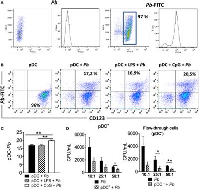 The Syk-Coupled C-Type Lectin Receptors Dectin-2 and Dectin-3 Are Involved in Paracoccidioides brasiliensis Recognition by Human Plasmacytoid Dendritic Cells